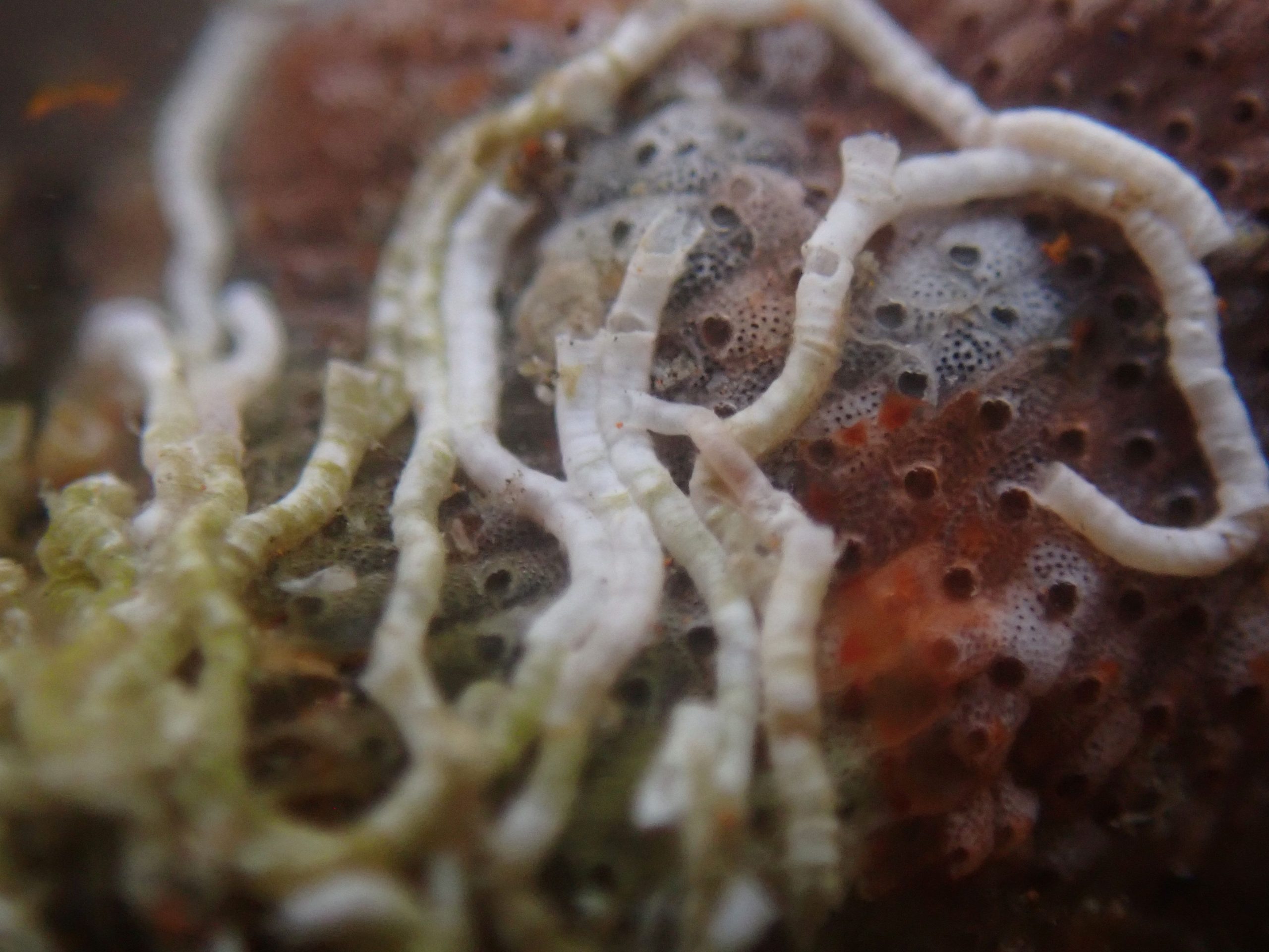 Los microarrecifes instalados en el puerto deportivo Marina del Este incrementan la biodiversidad marina en seis meses