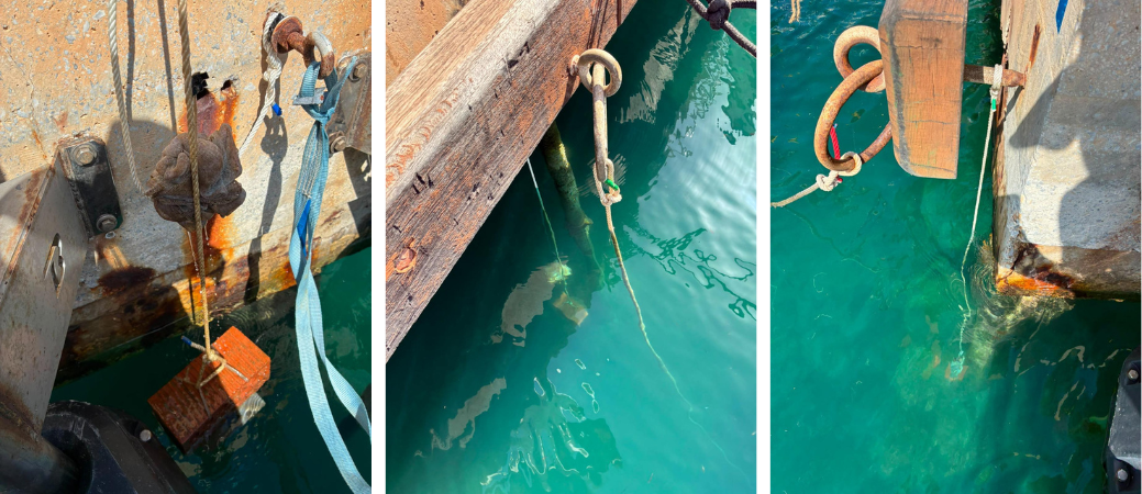 Marina del Este colabora con la Universidad de Cádiz en un proyecto para estudiar la biodiversidad marina
