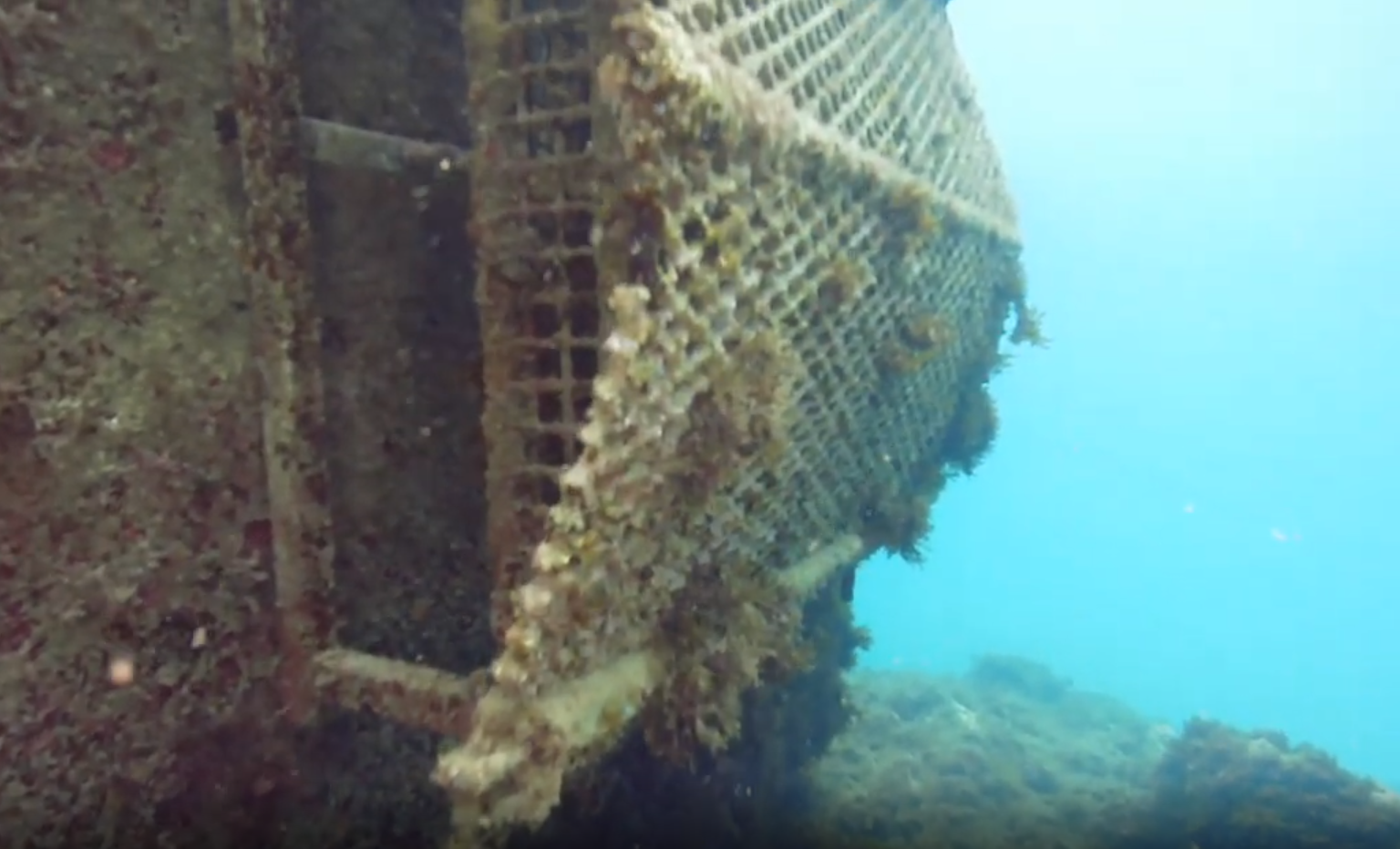 El proyecto para favorecer la biodiversidad marina en el Puerto Deportivo Marina del Este registra un 136 % más de especies